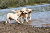 LABRADOR 212